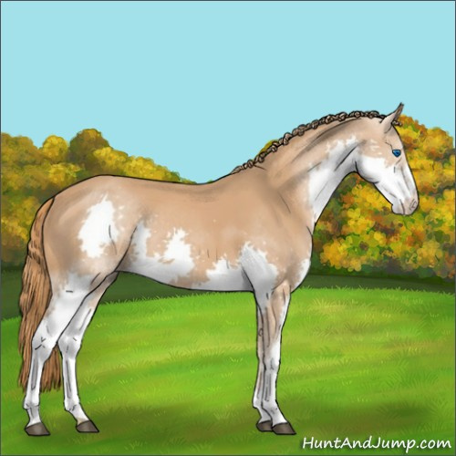 Horse Color:Chestnut Splash 