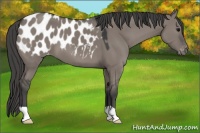 Horse Color:Grullo Appaloosa 
