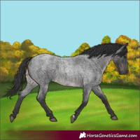 Horse Color:Blue Roan 