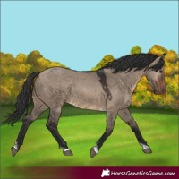 Horse Color:Brown Dun Tobiano 