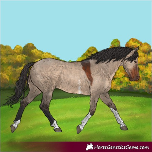 Horse Color:Brown Dun Sabino Tobiano