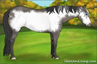 Horse Color:Grullo Frame