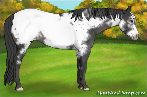 Horse Color:Black Frame Appaloosa 