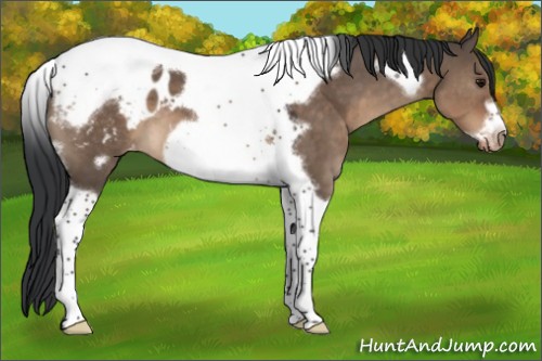 Horse Color:Brown Dun Tobiano Frame Appaloosa 