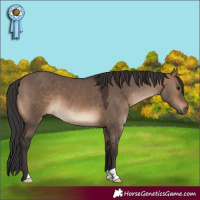 Horse Color:Brown Dun 