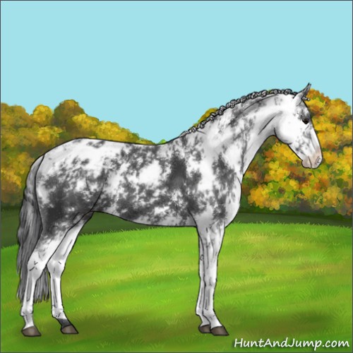 Horse Color:Black Sabino Appaloosa 