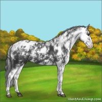 Horse Color:Black Sabino Appaloosa