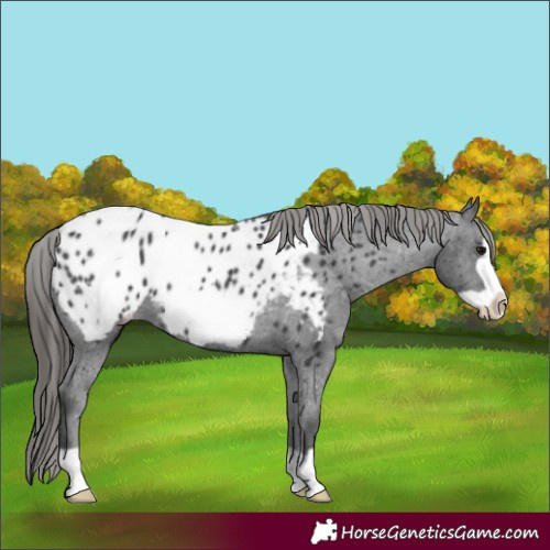 Horse Color:Black Frame Near Leopard