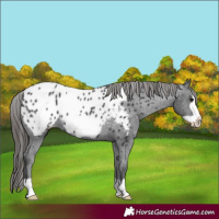 Horse Color:Black Frame Appaloosa 