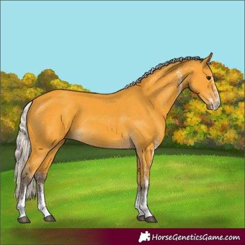 Horse Color:White Spotted Silver Buckskin 