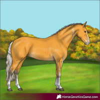 Horse Color:White Spotted Silver Buckskin 