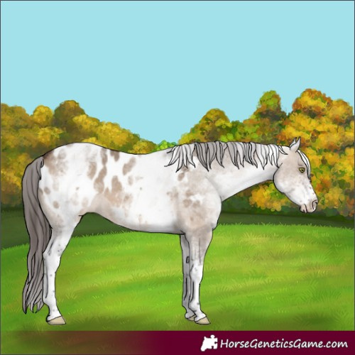 Horse Color:White Spotted Brown Dun Near Leopard Rabicano