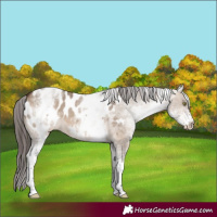Horse Color:White Spotted Brown Dun Near Leopard Rabicano