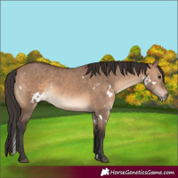 Horse Color:White Spotted Brown Dun 