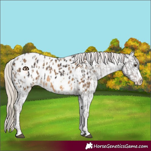 Horse Color:Liver Chestnut Sabino Splash Appaloosa and Chocolate Palomino Sabino Splash Appaloosa