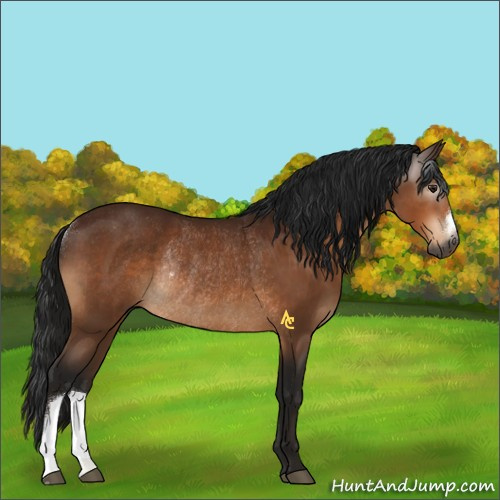 Horse Color:Gray Brown Rabicano 