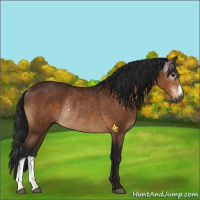 Horse Color:Gray Brown Rabicano 