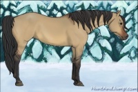 Horse Color:Bay Dun