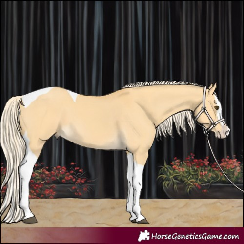 Horse Color:Palomino Dun Splash Tobiano 