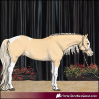 Horse Color:Palomino Dun Splash Tobiano 