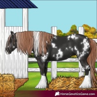 Horse Color:White Spotted Liver Chestnut