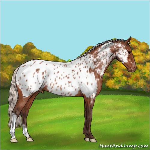 Horse Color:Silver Brown Appaloosa Rabicano 