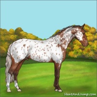 Horse Color:Silver Brown Appaloosa Rabicano 