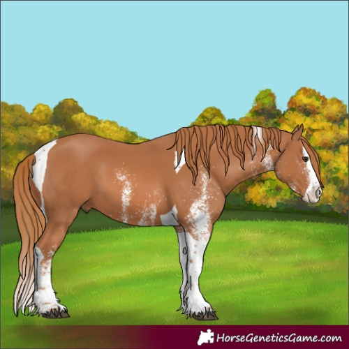 Horse Color:White Spotted Chestnut Splash Tobiano 