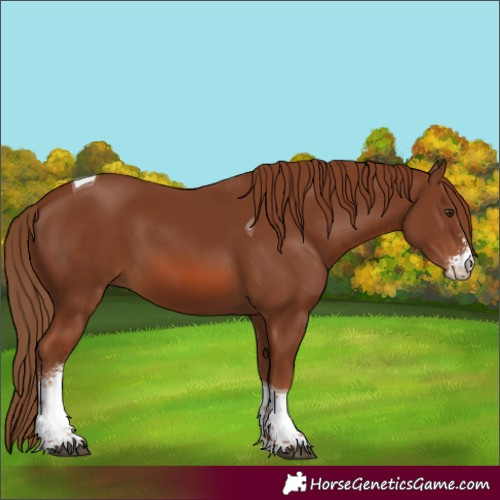 Horse Color:Chestnut Sabino Tobiano