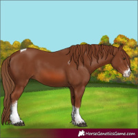 Horse Color:Chestnut Sabino Tobiano