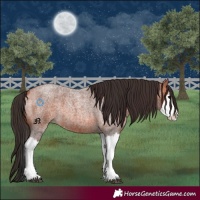 Horse Color:Bay Roan Splash 