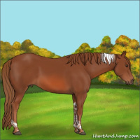 Horse Color:Chestnut Tobiano