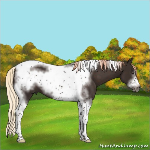 Horse Color:Liver Chestnut Sabino Tobiano Frame 