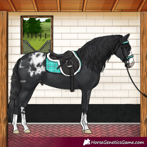 Horse Color:Black Appaloosa 