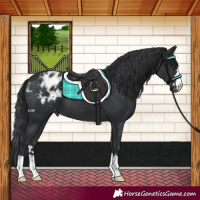 Horse Color:Black Appaloosa