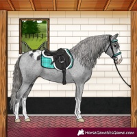 Horse Color:Black Appaloosa 