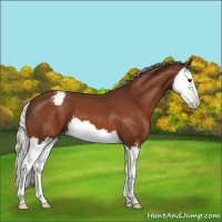 Horse Color:Silver Bay Splash Appaloosa 