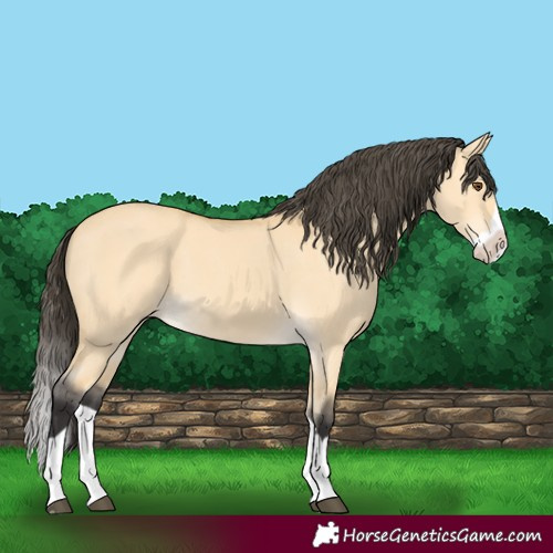 Horse Color:Buckskin Dun Splash 