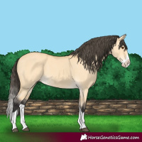 Horse Color:Buckskin Dun Splash 