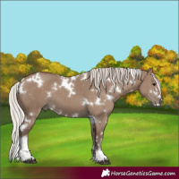 Horse Color:White Spotted Silver Grullo 