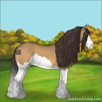 Horse Color:Buckskin Dun Splash 