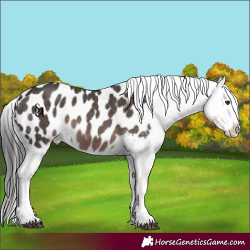 Horse Color:Platinum Liver Chestnut Appaloosa 