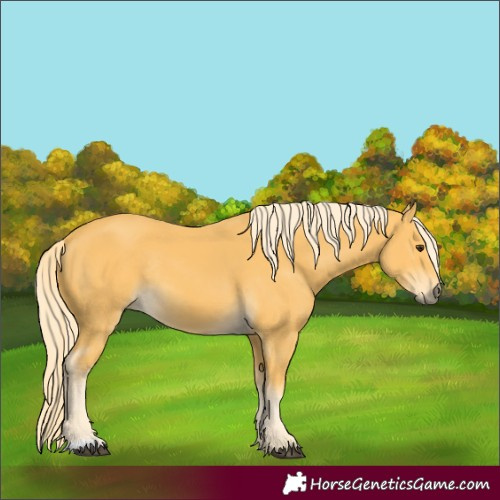 Horse Color:Palomino Rabicano
