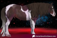 Horse Color:Liver Chestnut Splash Tobiano 