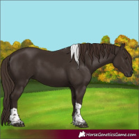 Horse Color:Liver Chestnut Tobiano