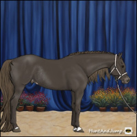 Horse Color:Smoky Black Appaloosa Rabicano