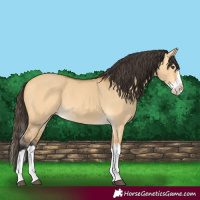Horse Color:Buckskin Dun Splash 