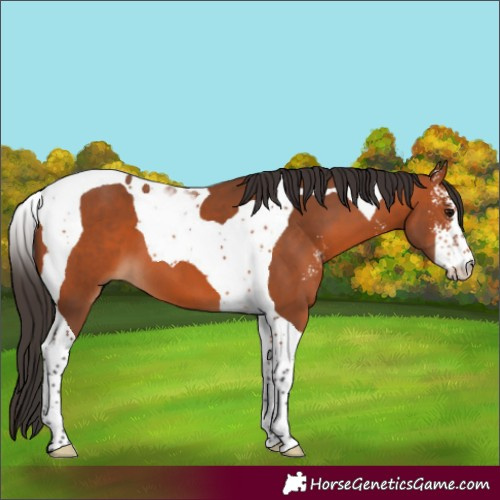 Horse Color:Bay Sabino Tobiano 