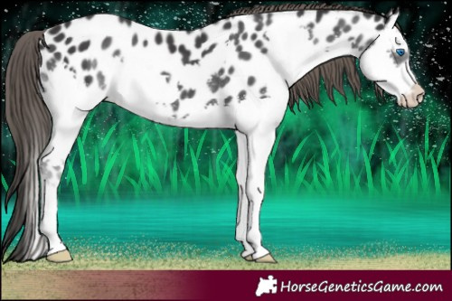 Horse Color:Black Splash Appaloosa 