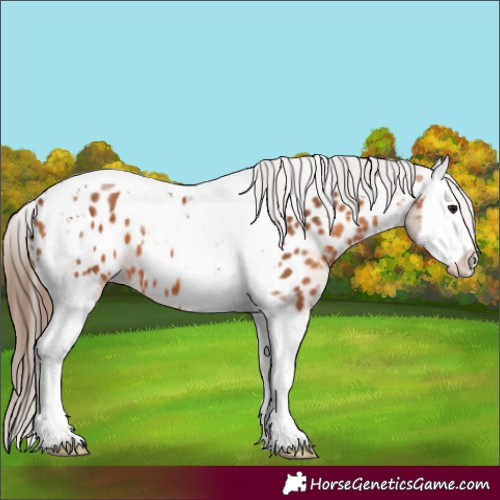 Horse Color:Bay Splash Tobiano Near Leopard
